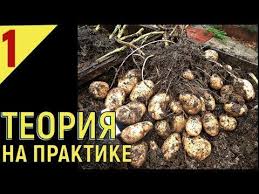 какой способ размножения используют при выращивании картофеля и лука Pin Na Ogrod Warzywny