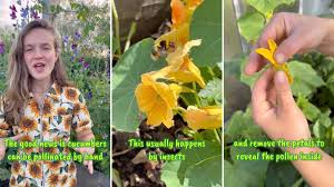 Image result for how to self pollinate cucumbers