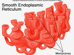 The rough endoplasmic reticulum has on it ribosomes, which are small, round organelles whose function it is to make those proteins. Pin On The Nerd In Me