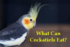 What Can Cockatiels Eat List And Recommendations