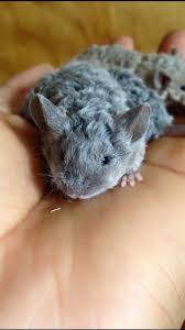 Blue Texel Pet Mice Fancy Mouse Pet Rats