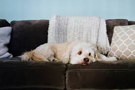 What are signs that your dog is depressed? Is My Dog Depressed 5 Warning Signs Of Dog Depression