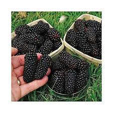 It grows well in our. Fresh Blackberry Fruit At Rs 800 Kilogram à¤¬ à¤² à¤•à¤¬ à¤° à¤« à¤° à¤Ÿ Shabharan Technologies Private Limited Bengaluru Id 19454547255
