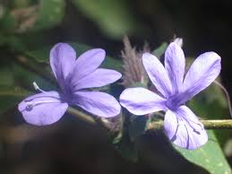 Image result for Microcharis welwitschii