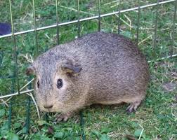 guinea pig breeds colors and markings from vetstream