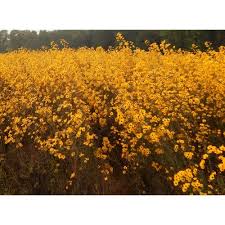 Image result for Helianthus angustifolius