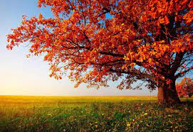 Are you looking for new background styles for your new desktop ? Trees Wallpapers Top Free Trees Backgrounds Wallpaperaccess