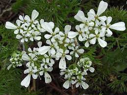 Annual Candytuft Iberis Pinnata Annual Flowers Flower Images Flowers