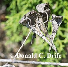 Image result for Vincetoxicum afrum