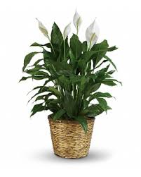 Hours may change under current circumstances Shop By Flowers Delivery Warrenton Va Village Flowers