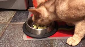 Countless recipes for each and every pet & situation / already an account: Cuisine A Crocs Com Home Facebook