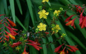Image result for Hypericum scioanum
