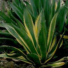 Image result for Grangea zambesiaca