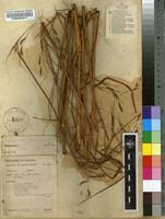 Image result for Elymandra