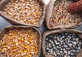 Corn seed will not germinate in colder soils, decaying instead. Saving Seeds From Sweet Corn Organic Gardening Mother Earth News