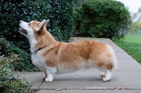 The Corgi Truth Weight Matters Littlecooperbear