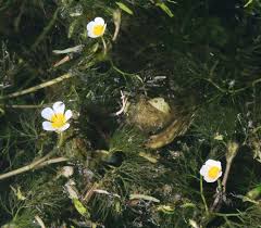 Image result for Ranunculus raeae