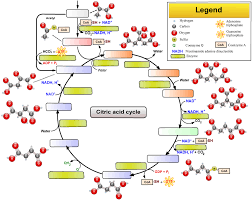 Citric Acid Cycle Quiz By Tequa