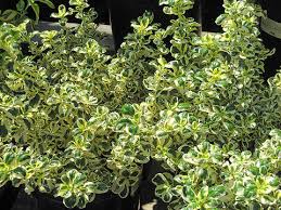Image result for Coprosma