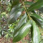 Image result for Warburgia ugandensis