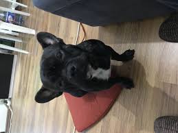 11 Aylik Erkek French 11 Aylik Erkek French Kopek Kopekseverler Kopeksahiplendirme Kopekyavrusu Evcilhayvan Evc Evcil Hayvanlar Ve Bulldog