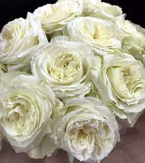 Mayra S White Is A Gorgeous White Garden Rose From Spain With A Hint Of Green On Her Petals And A Button Center This Rose Is N White Gardens Rose Rose Garden
