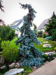 Branches are staked and trained to create the height and shape. Weeping Blue Spruce Trees For Sale Online The Tree Center