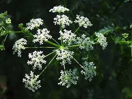 Image result for Pimpinella