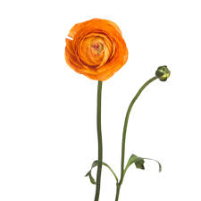 Image result for Ranunculus raeae