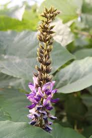 Image result for Pueraria