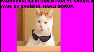 Evin Duvarindan Iceri Giren Fareyi Sapayla Kovalayan Ev Sahibini Hak 14 Evin Duvarindan Iceri Giren Fareyi Sapayl Fareler Kedi Duvar