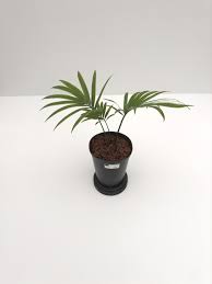 Image result for Cycas thouarsii