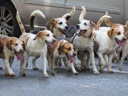 Adopt form our local shelters and we will provide the rest. Humans Love Dogs More Than Other Humans
