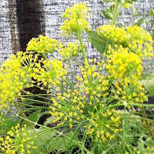 ガーデンストーリー