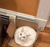 Casa Del Gato Blanco : r/WhiteCats