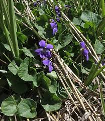 Image result for Landolphia violacea