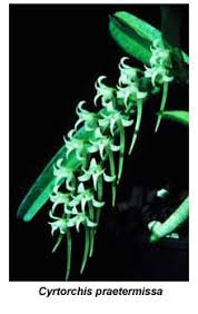 Image result for Cyrtorchis praetermissa