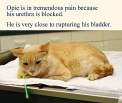 If your cat is having trouble urinating, seek immediate veterinary attention as he may have a urinary blockage. Cat Urinary Tract Diseases Cystitis Urethral Obstruction Urinary Tract Infection