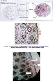 Meletakan preparat awetan daun monokotil; Gambar Penampang Daun Jagung