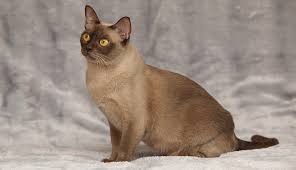 This ear floof can help cats pick up faint sound vibrations. Burmese Cat Cat Breeds Purina Australia