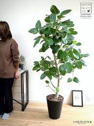 結婚8周年記念は ベンガルゴムでゴム婚式を 観葉植物 鉢植え 植物栽培 鉢植えの木