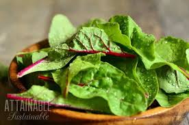 Chard plants require full sun with light or partial shade to grow well. Growing Swiss Chard In Containers And In The Vegetable Garden
