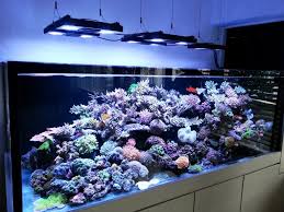 Pin On Aquascaping