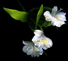 ما هي انواع الزهور ومعانيها اجمل بنات