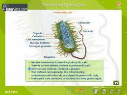 Prokaryotic And Eukaryotic Cells Youtube