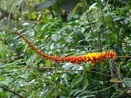 Image result for Moullava