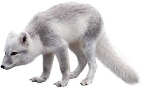 Download Pear Png Images Background Png Free Png Images Animals Png Arctic Fox