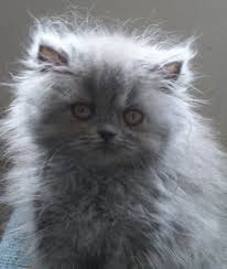 Kittens Available Through The Blue Persian Cat Society Website Cats Kittens Cute Cats