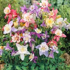 Columbine Seed Aquilegia Caerulea Flower Seed Mix