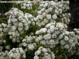 Image result for Phylica